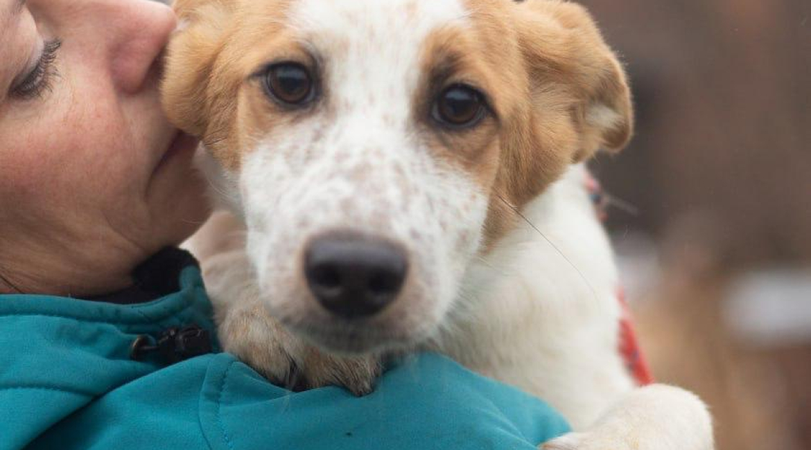 Chiens à adopter